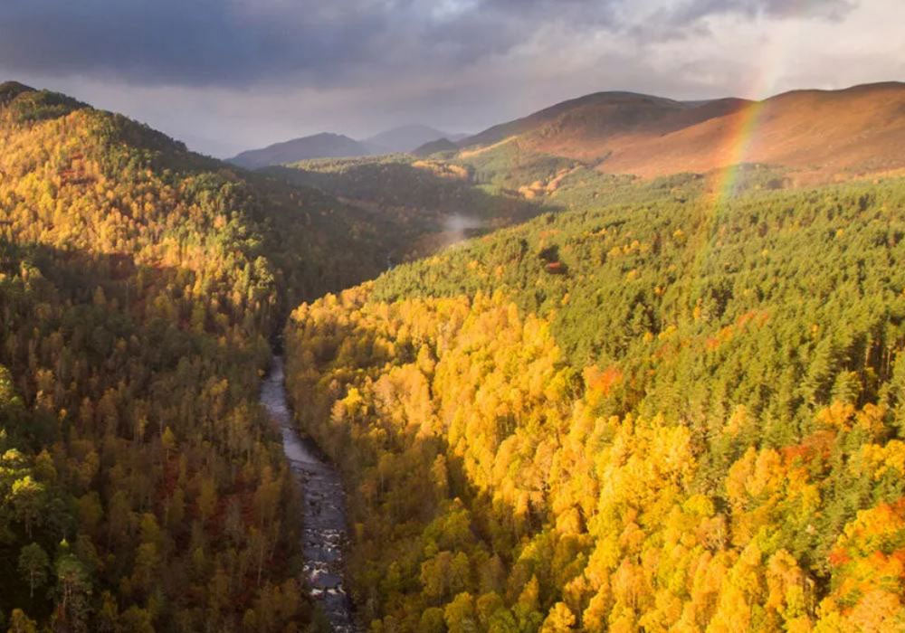 Still Growing Trees for Life